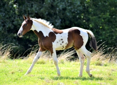 <b>James Bond foal, 2019</b>                