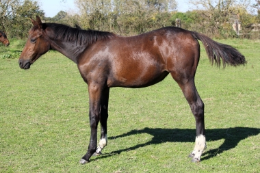 <b>Diamantina foal avec Vision, 2021</b>         