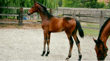 JR foal, 2019