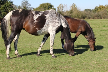 <b>Diamantina foal avec Vision, 2021</b>         