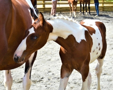 <b>James Bond foal, 2019</b>              