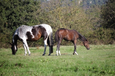 <b>Diamantina foal avec Vision, 2021</b>   