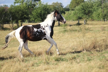 <b>Hélios, 2 ans, août 2019</b>                                                             