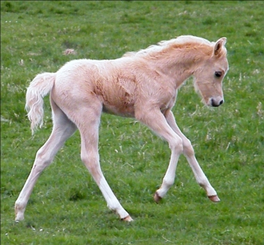 Beach Boy Diam par Eyarth Troy et Llanarth Minette