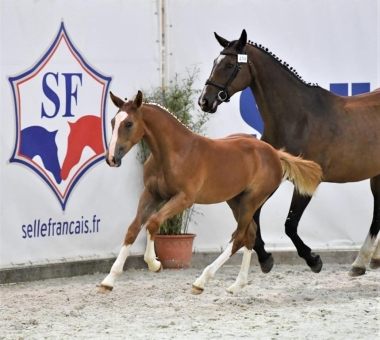 <b>Kourane de Bresneau Vice Champion de France</b>          