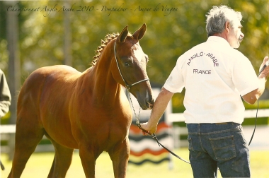 Amour de Vougon champion de France male foal AACR