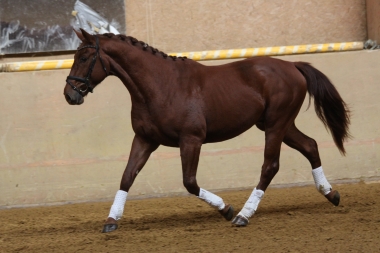 Bentley à  2 ans