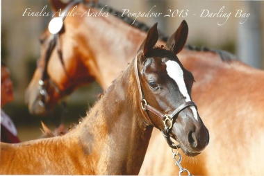 Darling Bay Champion de France foal