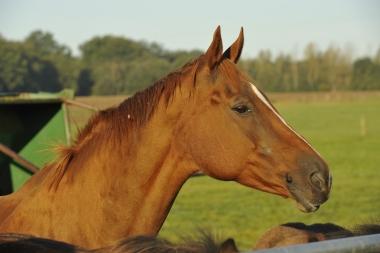 Naltysse de Ste Hermelle
sBs