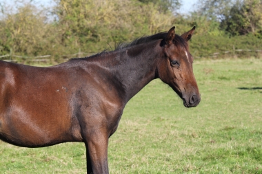 <b>Diamantina foal avec Vision, 2021</b>    