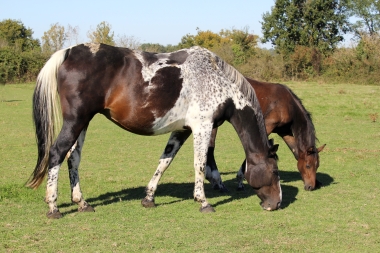 <b>Diamantina foal avec Vision, 2021</b>         