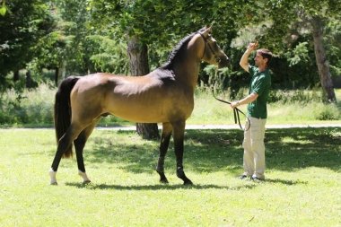 BOTICELLI DE ROHAN PFS