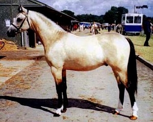 Troy Yearling