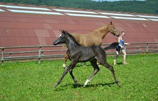 INKA DE CHAMBOURG Cheval de Selle Luxembourgeois