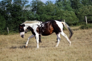 <b>Hélios, 2 ans, août 2019</b>                                                               